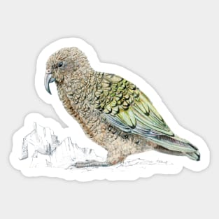 Kea, parrot of New Zealand Sticker